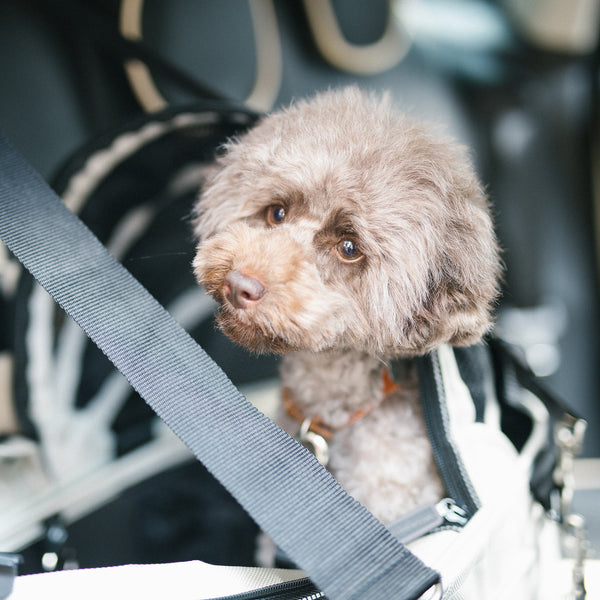 Dome2 SM/M ISOFIX BELT